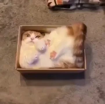 Cat sitting in a cardboard box looking displeased, viewed from above on a concrete floor