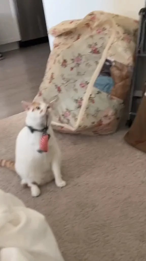 White cat sitting in front of a floral patterned armchair in a living room