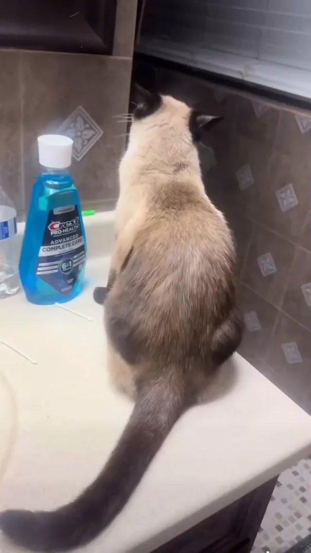 Colorpoint cat sitting by bathroom sink next to bottle of mouthwash, looking annoyed