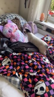 Gray cat wrapped and burrowed in colorful patterned blankets on an unmade bed