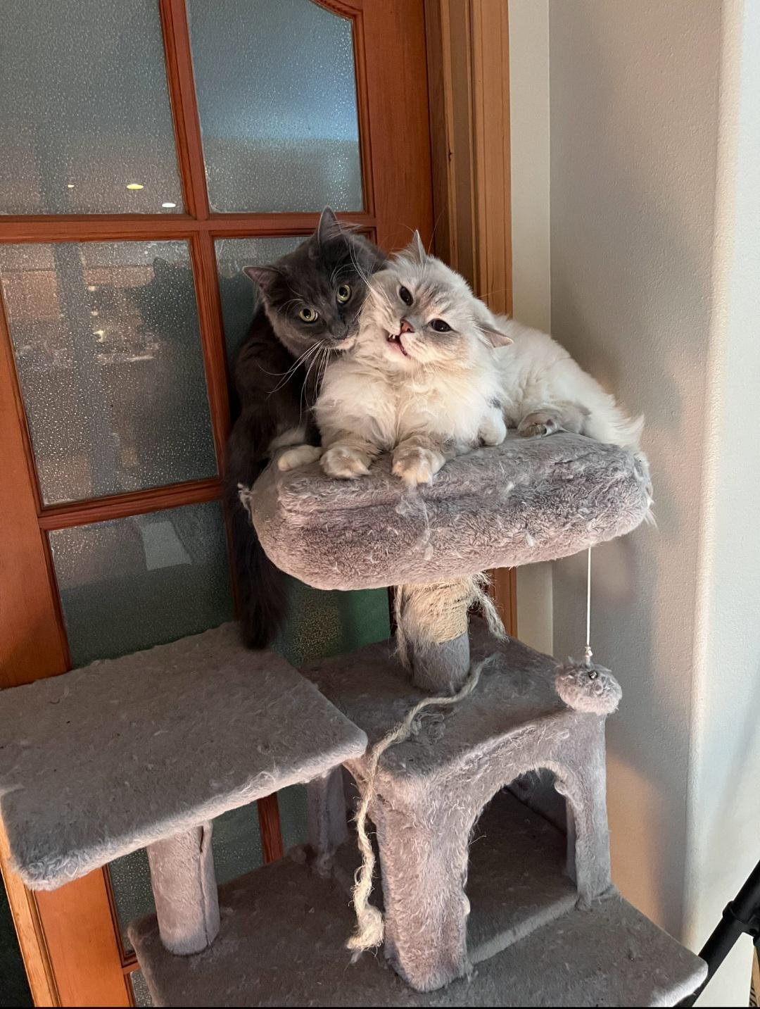 Two cats on a cat tree, a black cat nuzzling a white fluffy cat from behind, both looking surprised