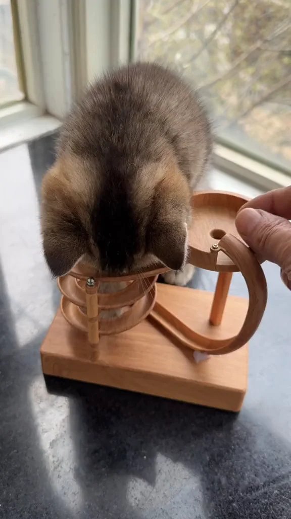 Gray and tan cat with dark points looking down at wooden cat toy with handles on window sill