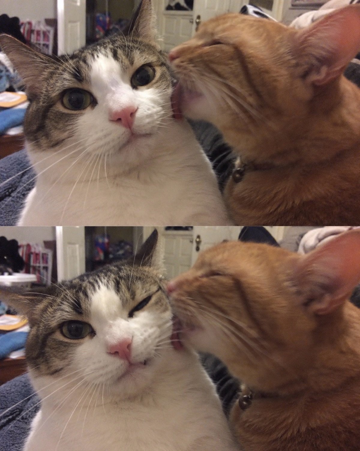 A tabby and white cat looking surprised while being groomed or kissed by a brown cat indoors