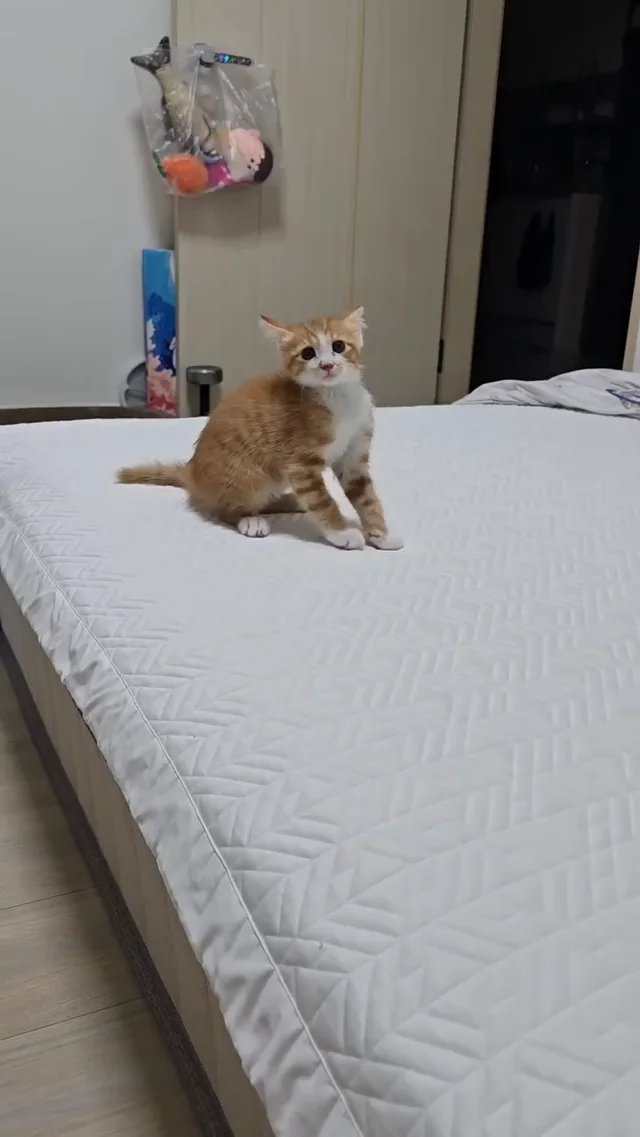 Orange and white tabby kitten sitting on a bed, staring intently at the camera with a serious expression