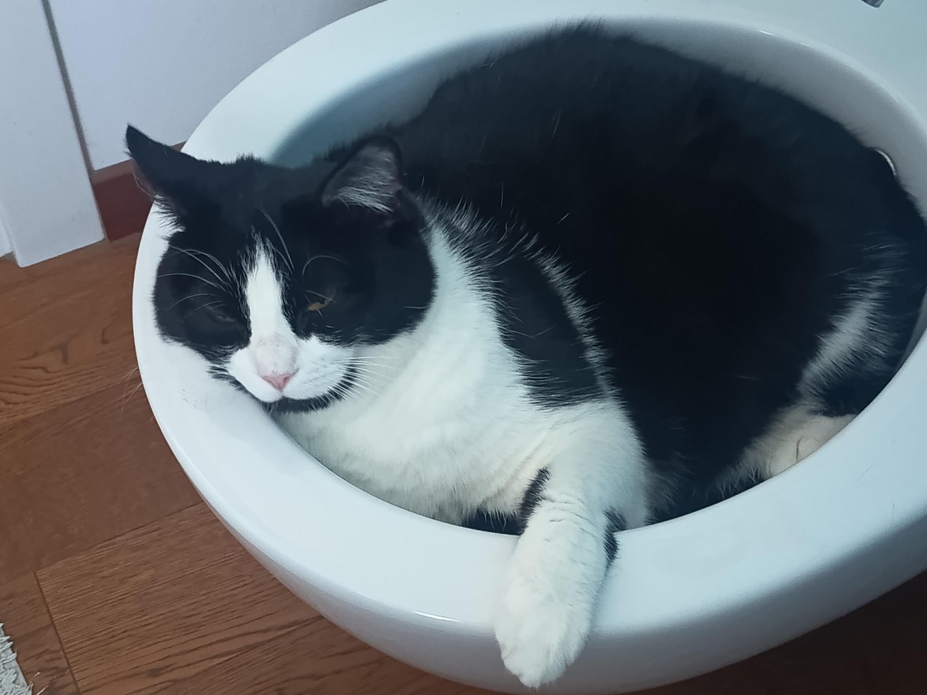 Black and white cat curled up inside a white toilet bowl, looking content and relaxed