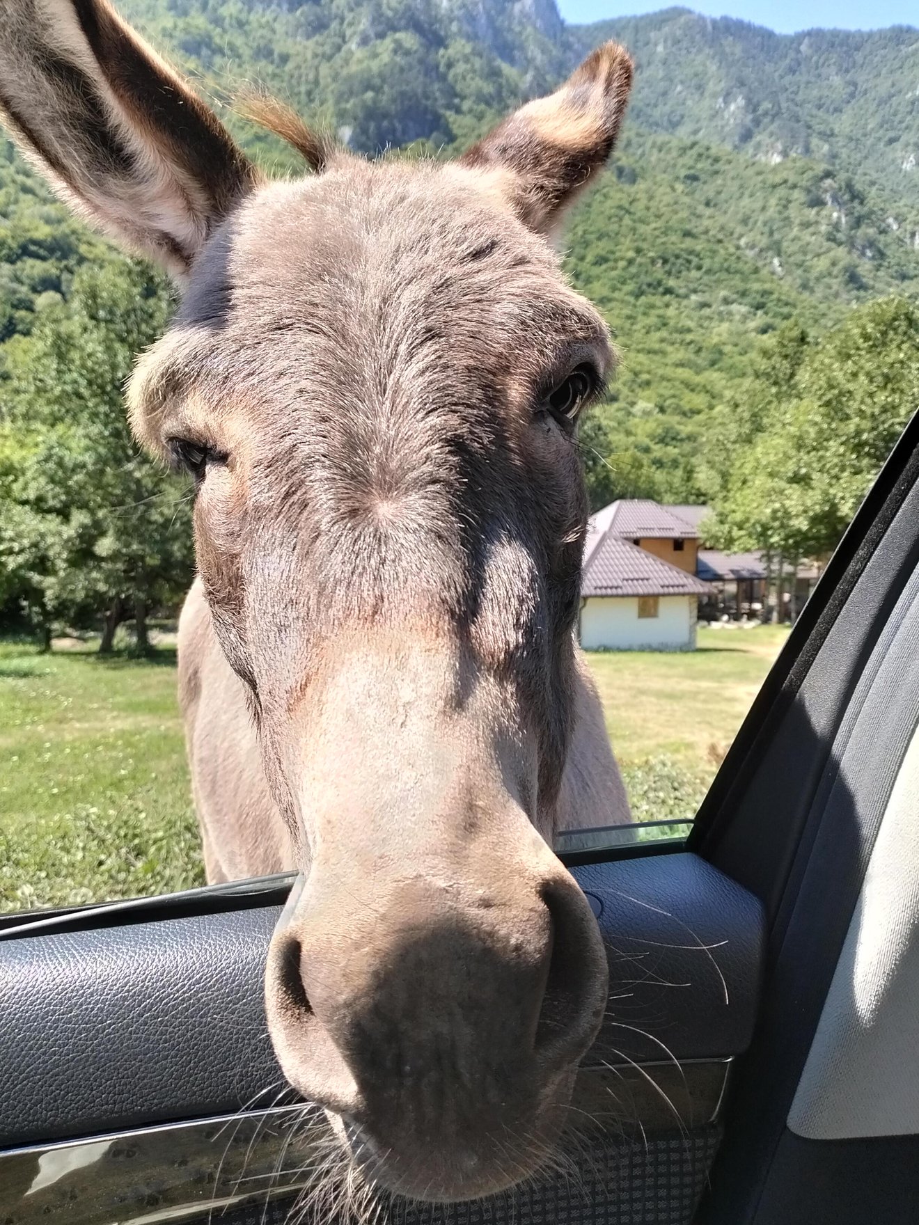 Gray donkey sticking its head through an open car window with mountains and a rural building in the background