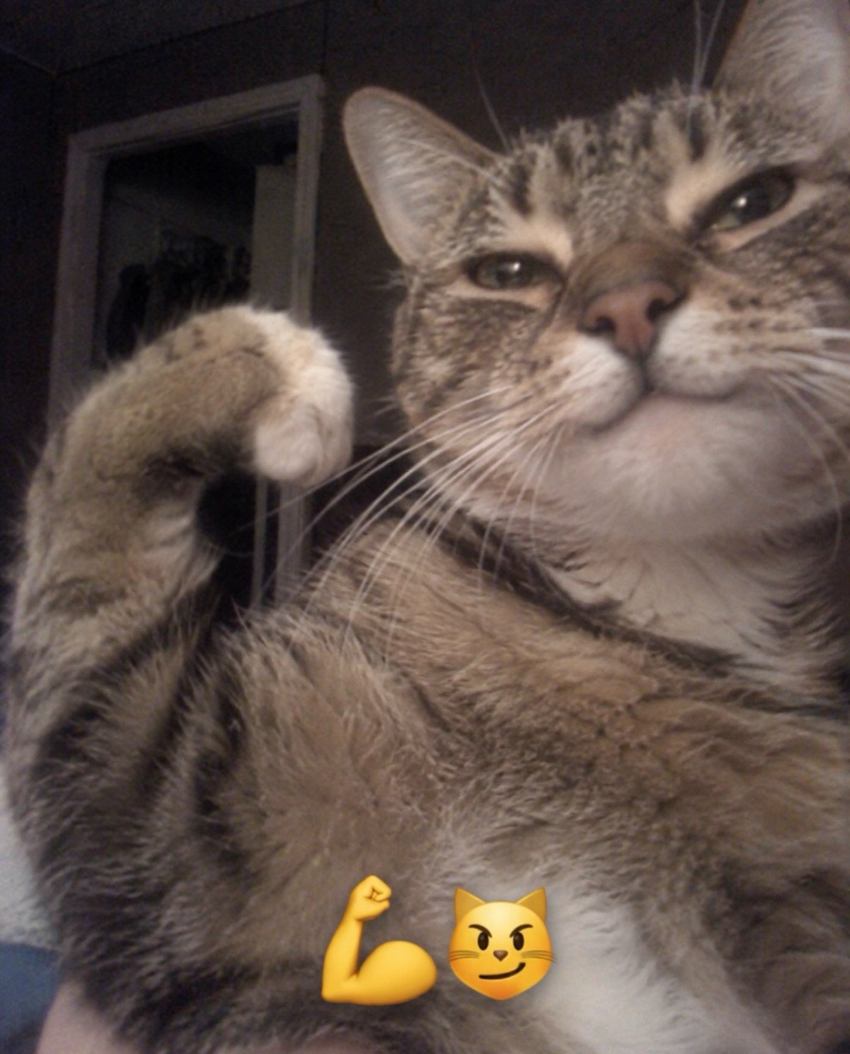 Gray tabby cat flexing its front paw with a confident smirk, appearing to show off its muscular forelimbs indoors