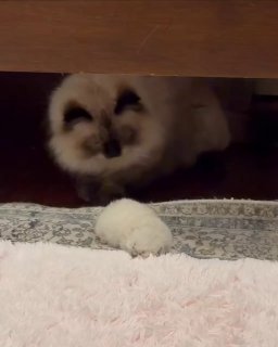 White long-haired cat peeking out from under a low piece of furniture with an unimpressed expression