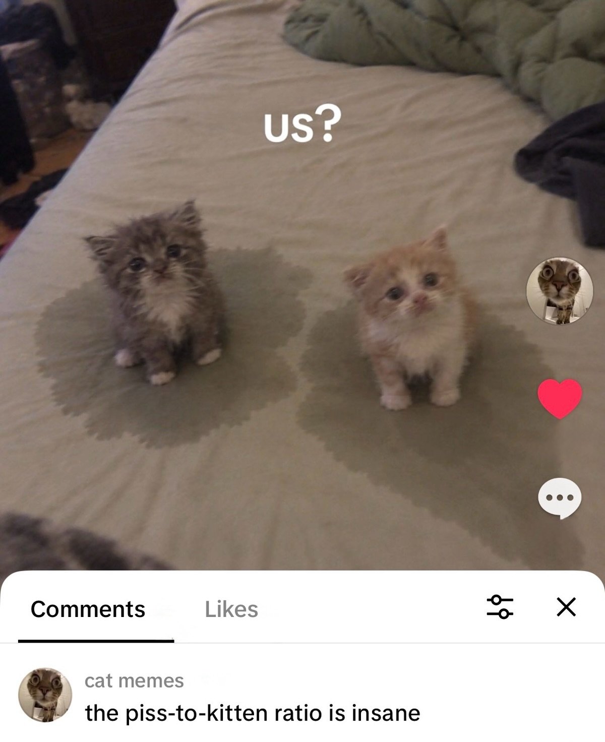 Two small kittens sitting on a bed next to folded clothes, looking at the camera