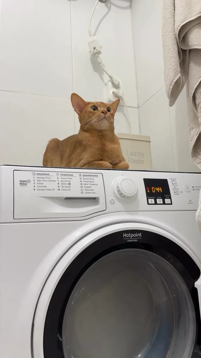 Orange cat staring upward while sitting on top of a Hotpoint washing machine in a laundry room