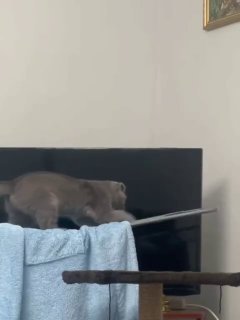 Brown cat sitting on a blue blanket draped over a dark couch, looking grumpy