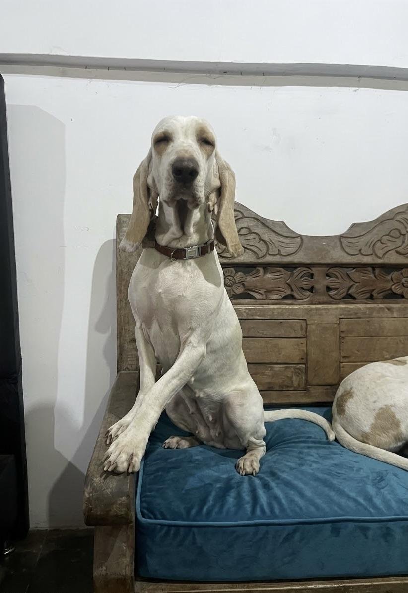 A large cream-colored dog with long droopy ears sits upright on a blue bed mattress next to a wooden headboard