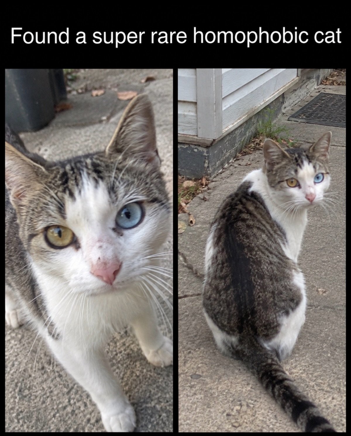 Tabby and white cat with heterochromia, showing one blue eye and one golden eye, looking directly at camera