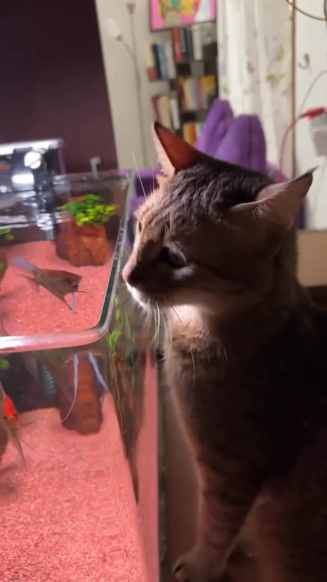 Brown tabby cat wearing a purple party hat, leaning toward a fish tank on a red surface in a home office