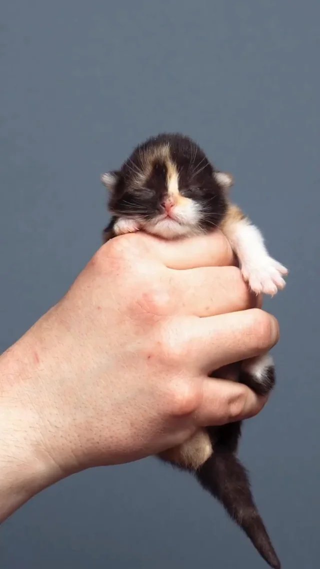 A tiny newborn kitten with dark and white tuxedo markings being gently held in someone's hand against a blue background