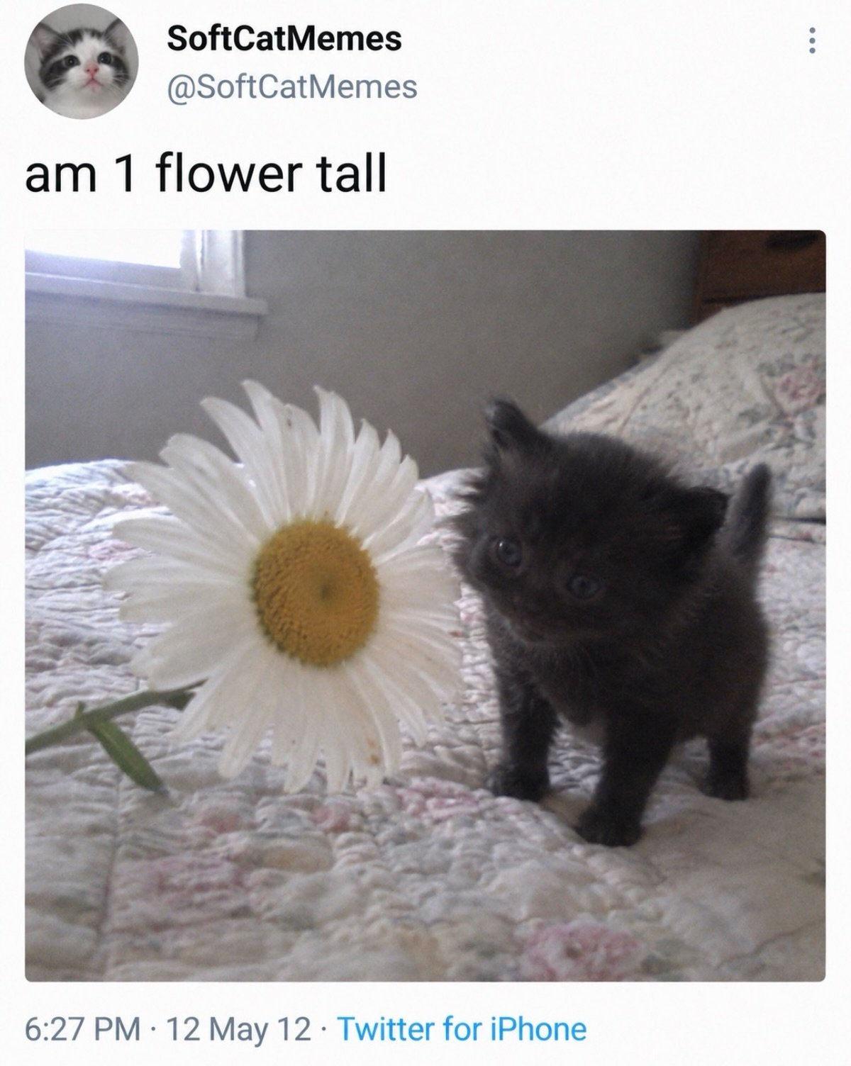 Funny animal picture