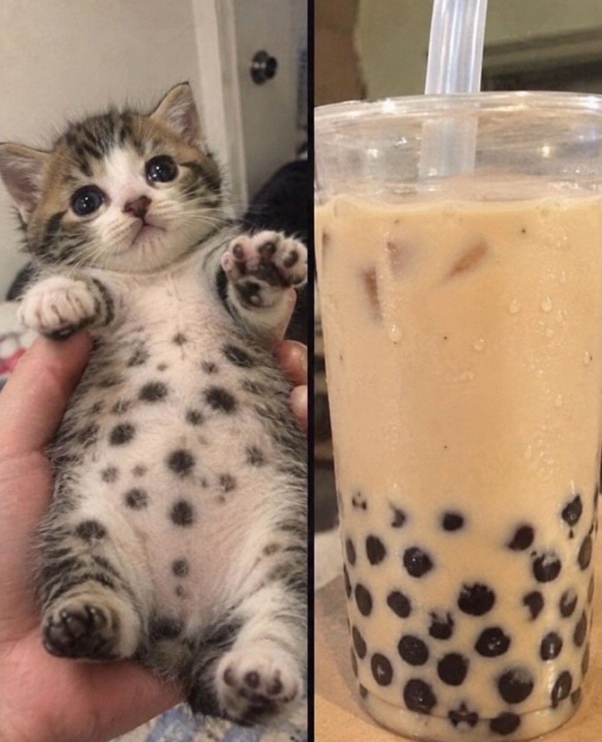 Funny animal picture