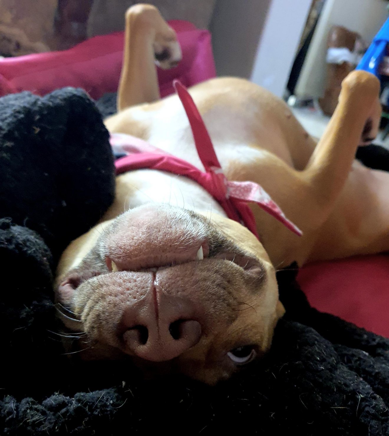 Fawn dog lying upside down on a pink blanket, looking confused and groggy