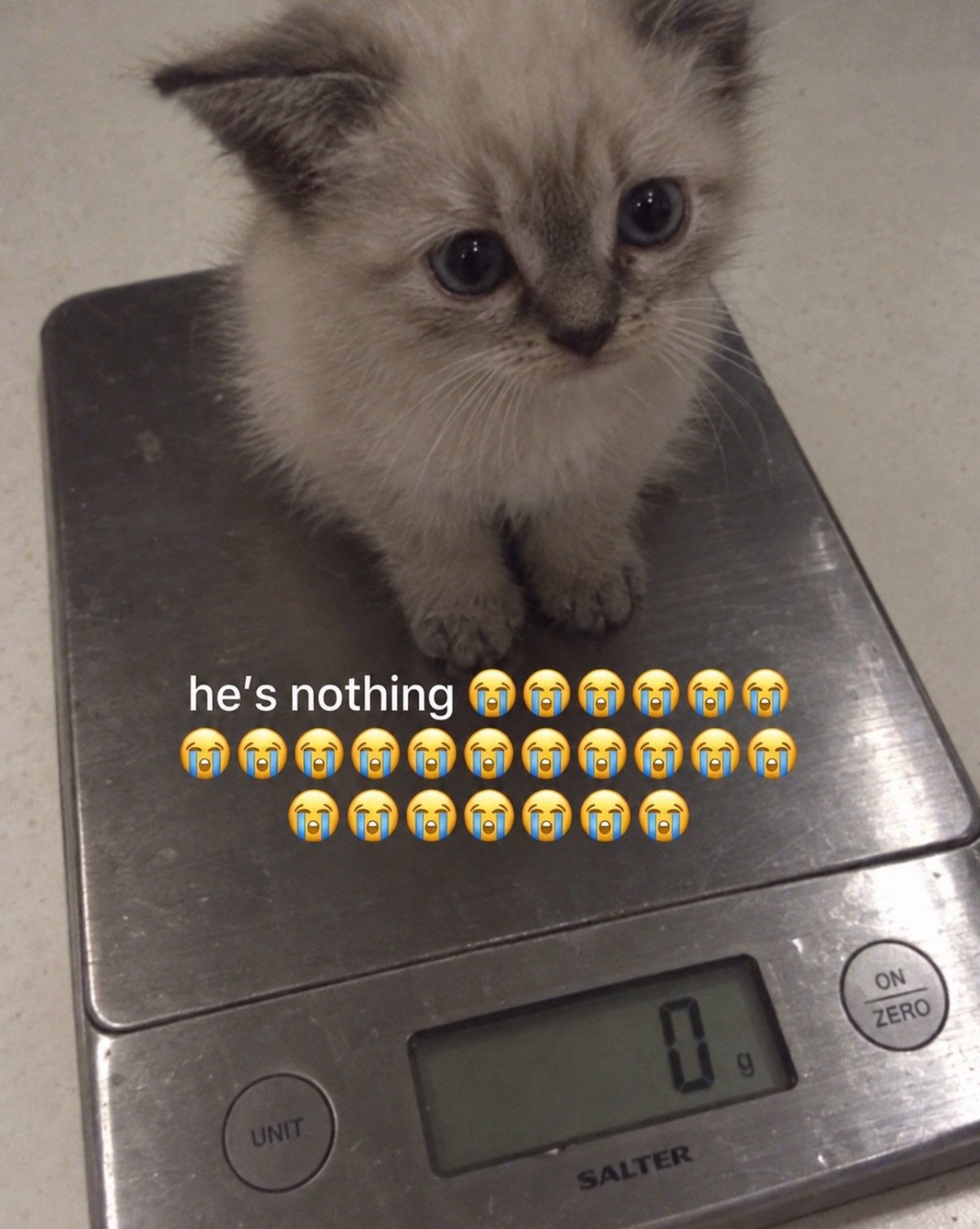 Funny animal picture