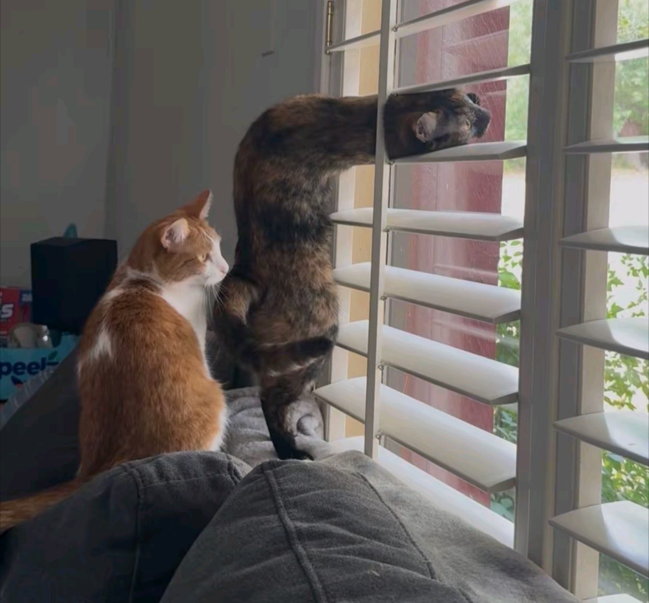 Orange tabby and dark tabby cat stretching in awkward contorted positions while looking out a window with shutters