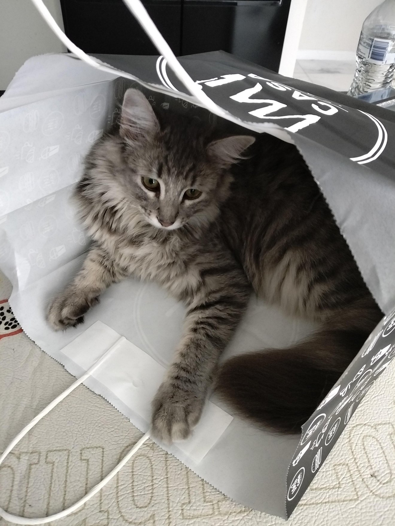 Long-haired gray tabby cat lounging contentedly inside a white and black shopping bag on the floor