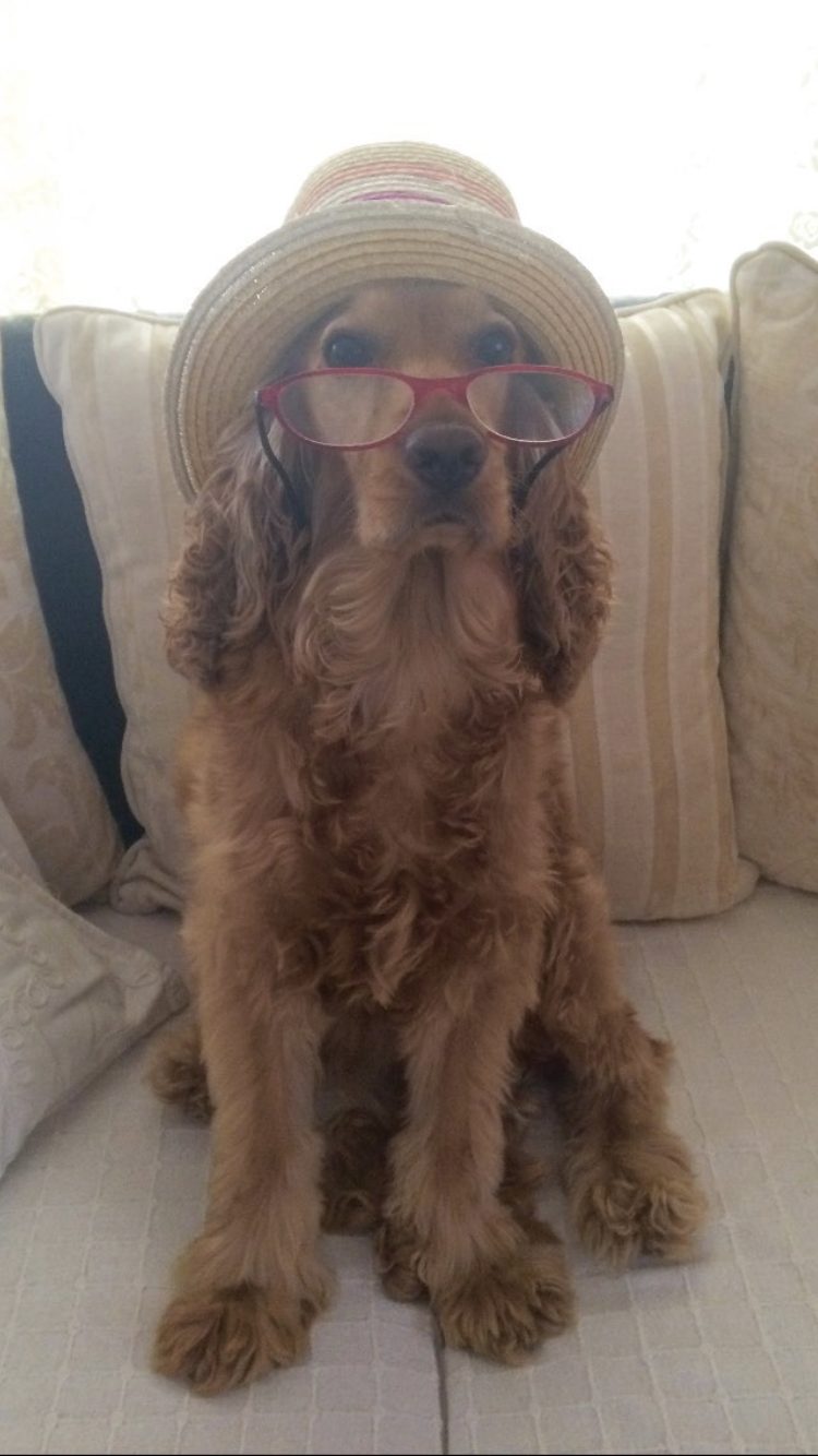 Funny animal picture