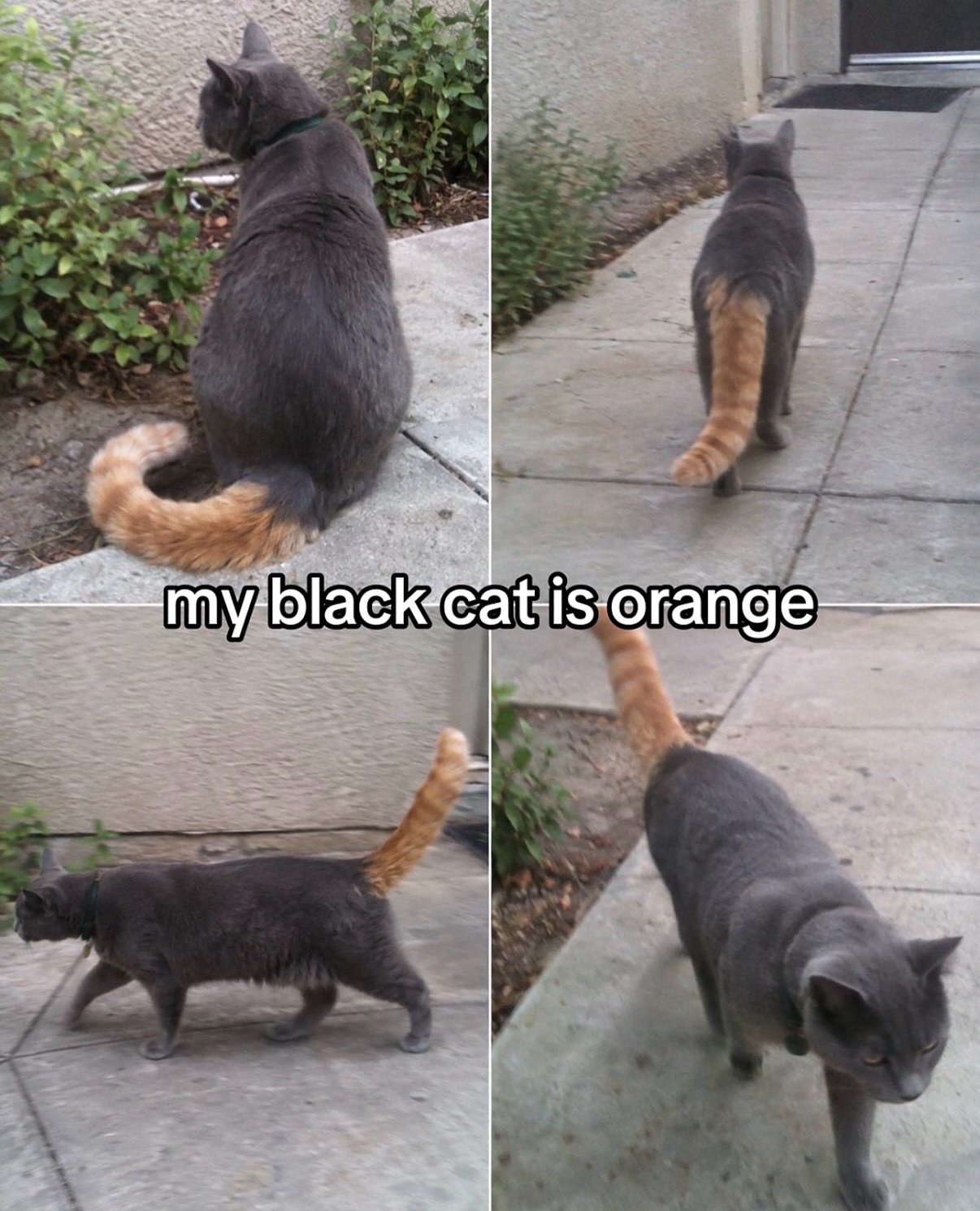 Funny animal picture