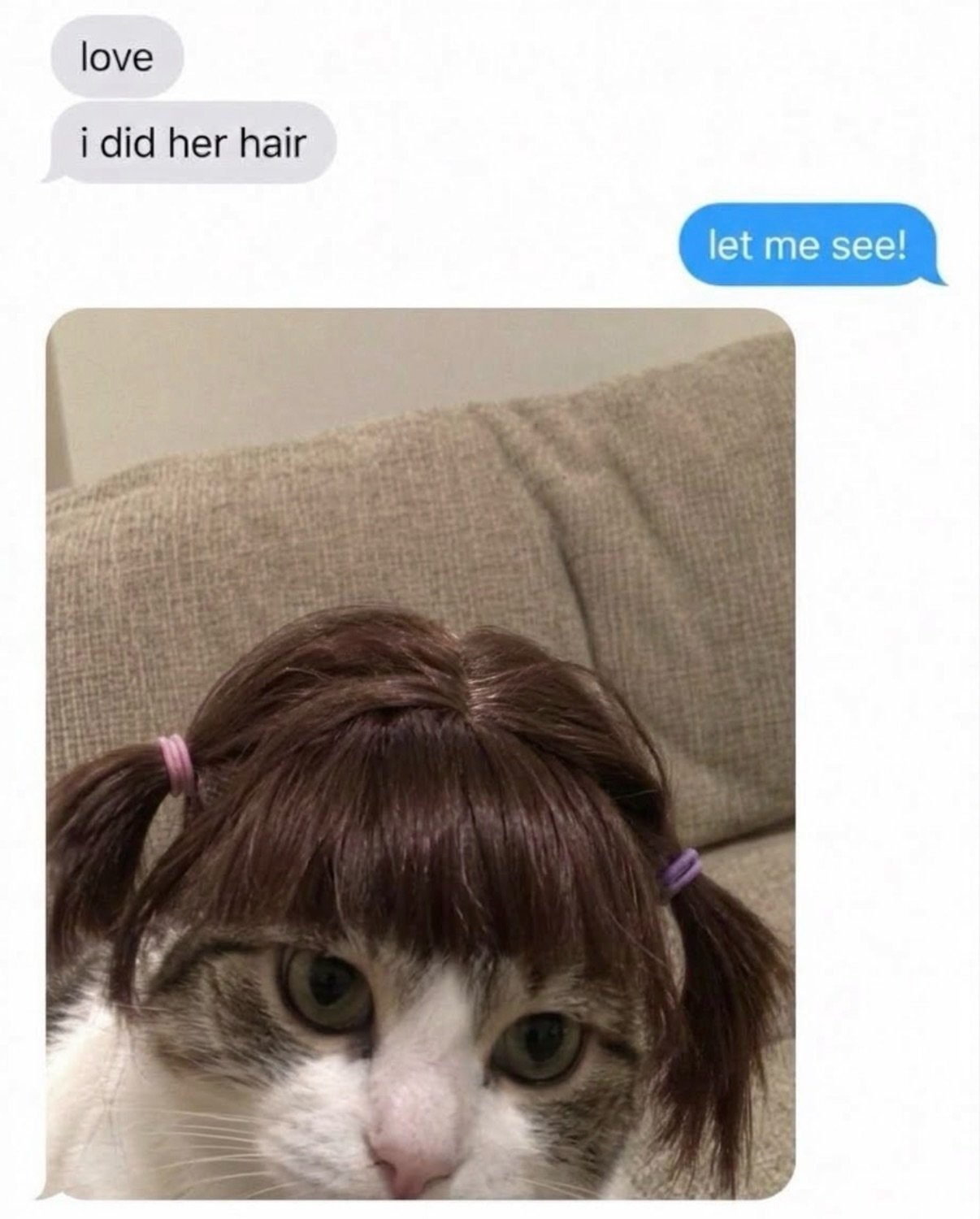 Funny animal picture
