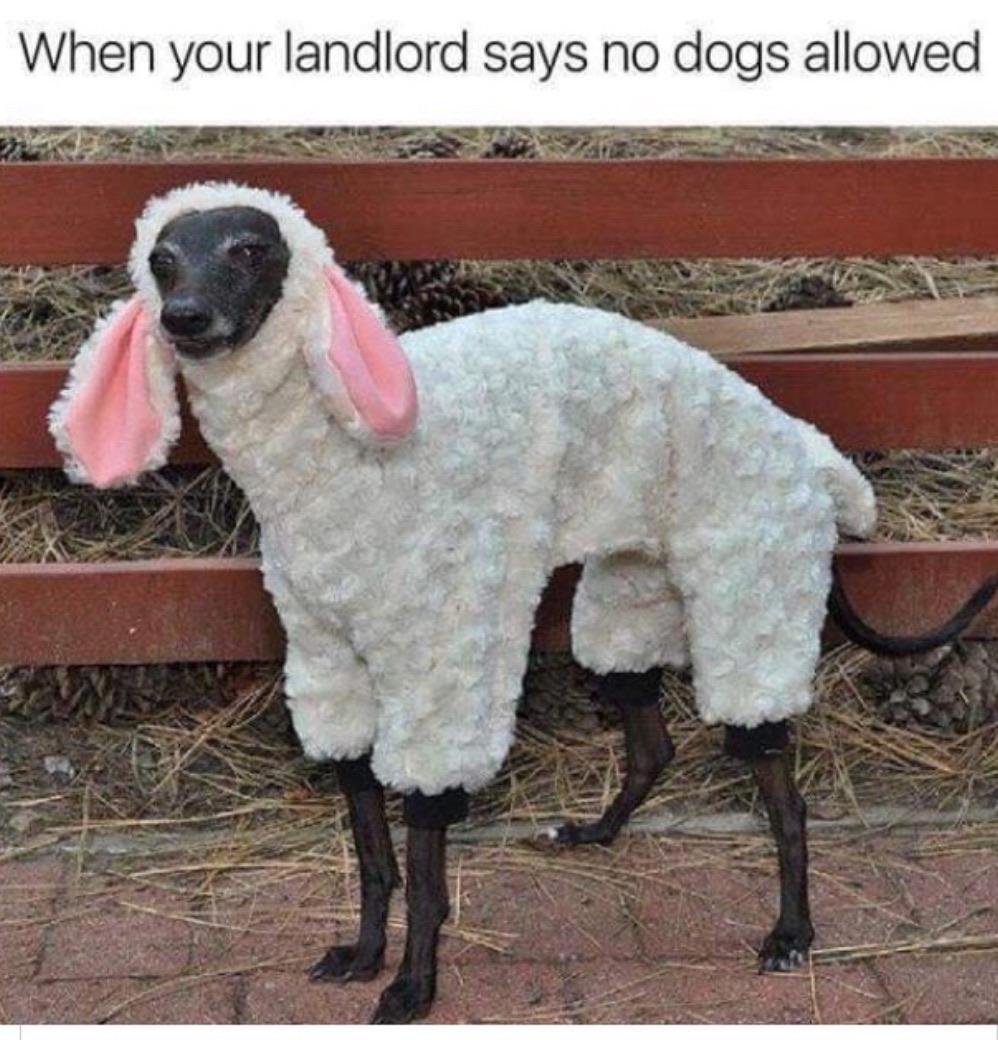 Funny animal picture