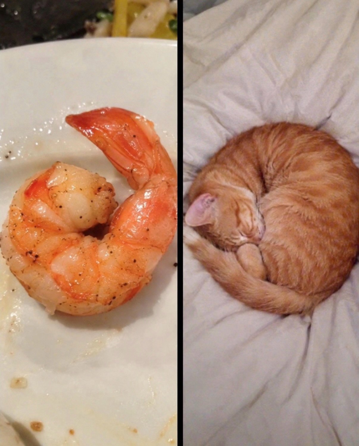 Funny animal picture