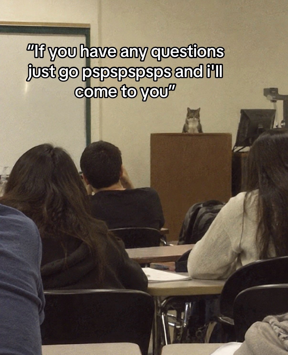 Funny animal picture