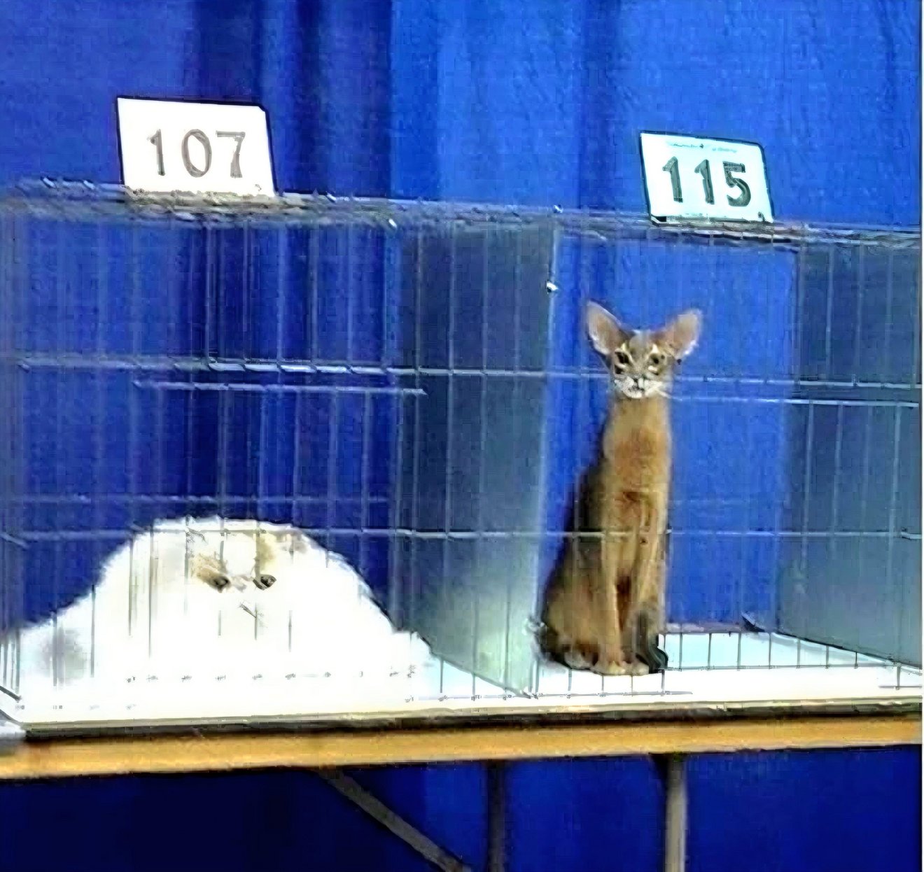 Funny animal picture