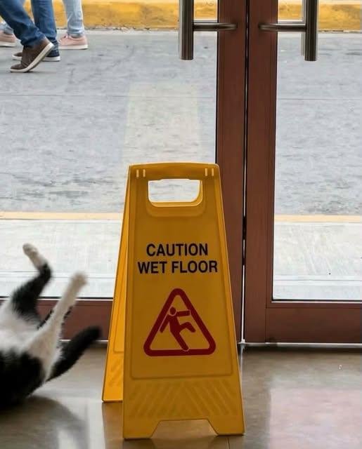 Funny animal picture