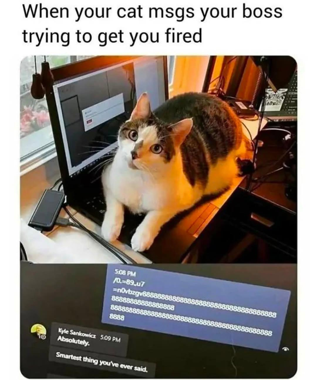 Tabby and white cat sitting at desk next to computer screen showing garbled message text
