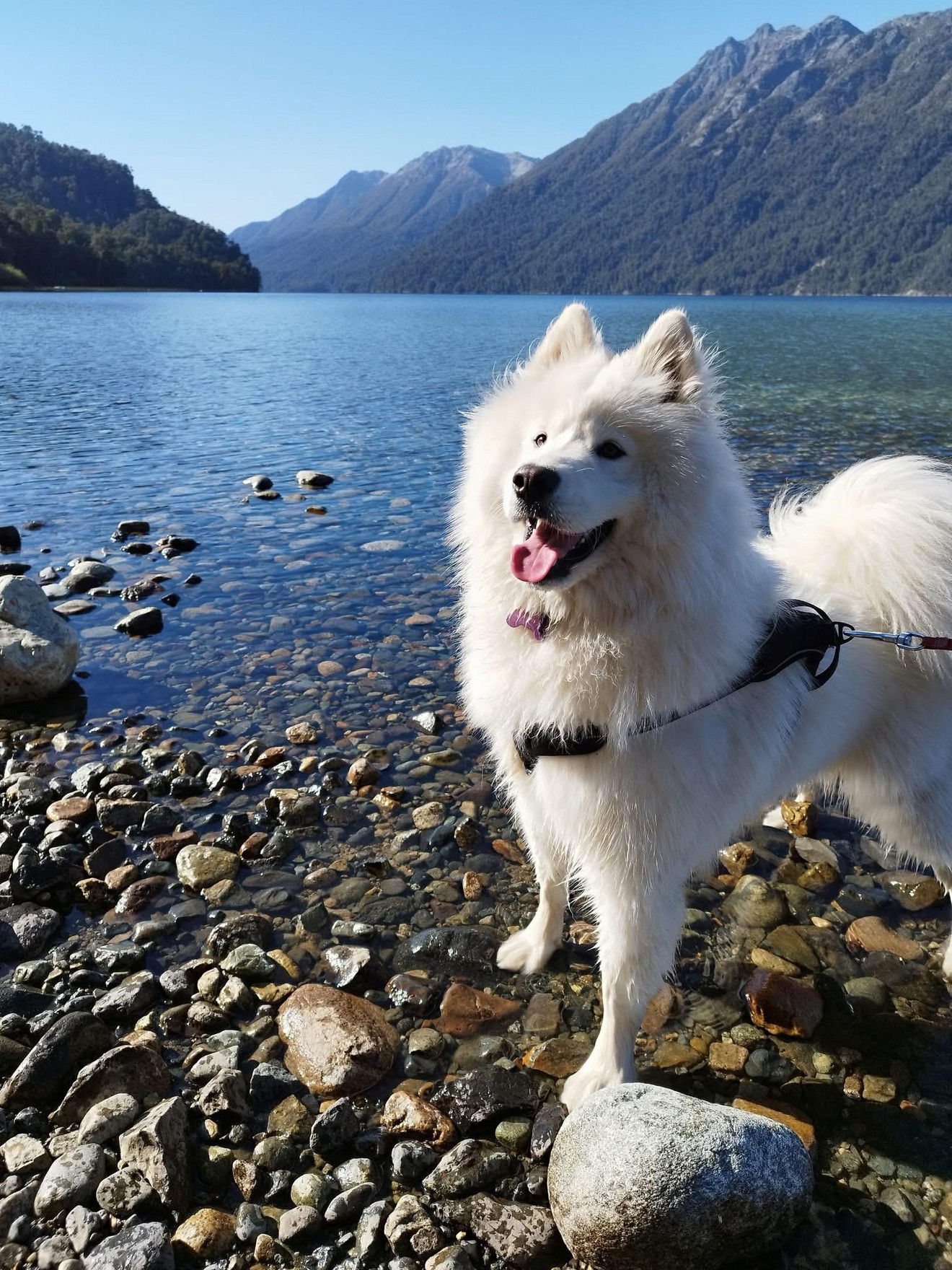 White dog with tongue out standing on rocky beach with blue lake and forested mountains behind it