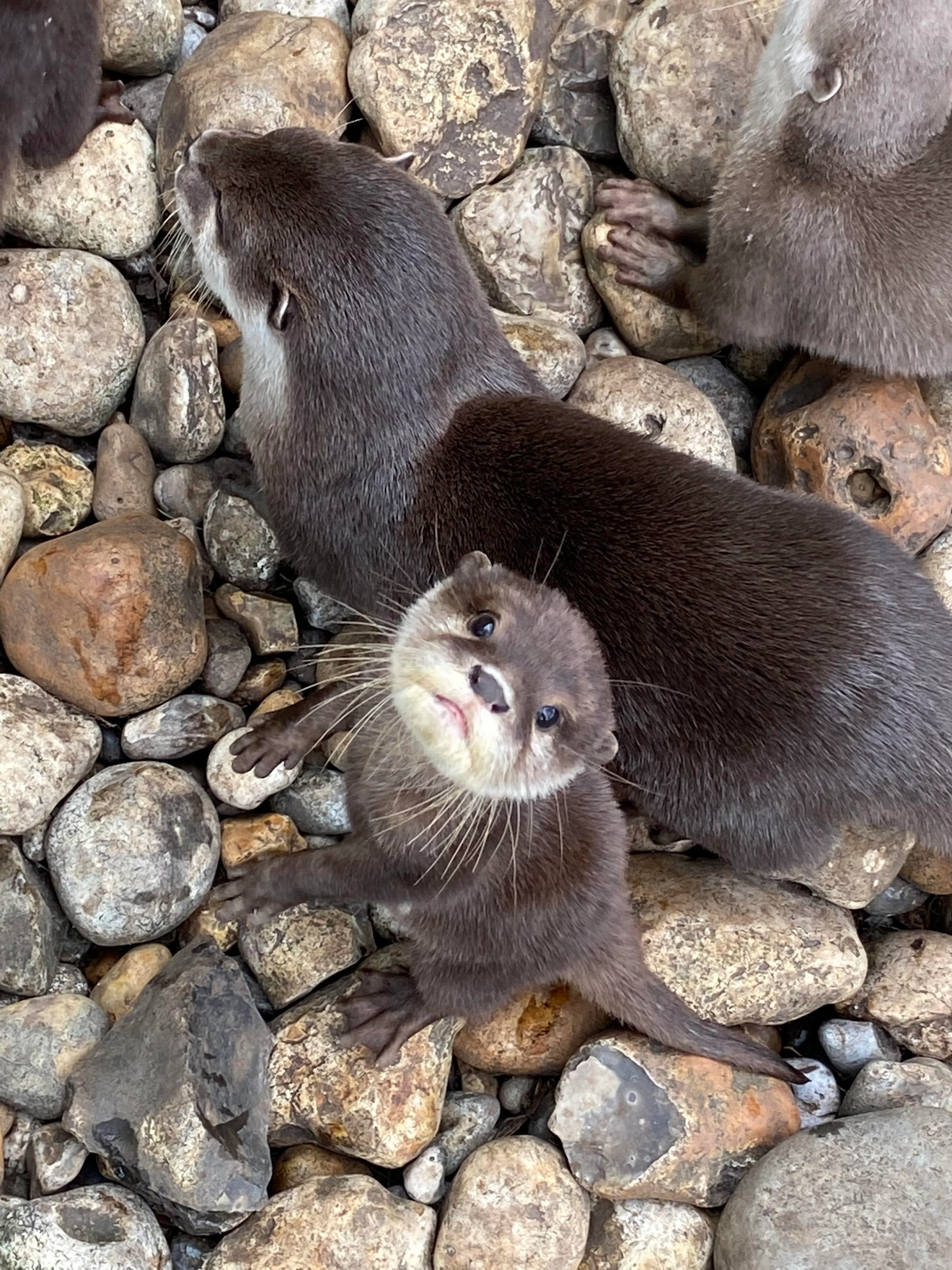 A group of otters on rocky ground, one looking directly at camera with curious expression