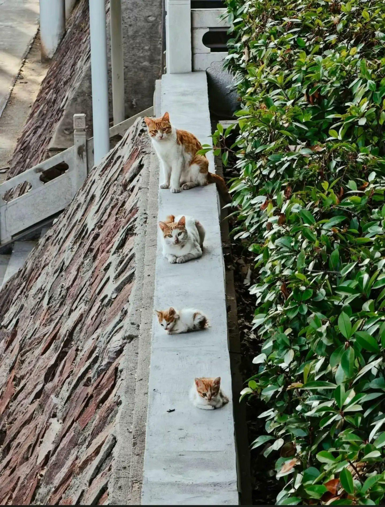 Four orange and white cats sitting in a line on a narrow alleyway ledge beside green plants