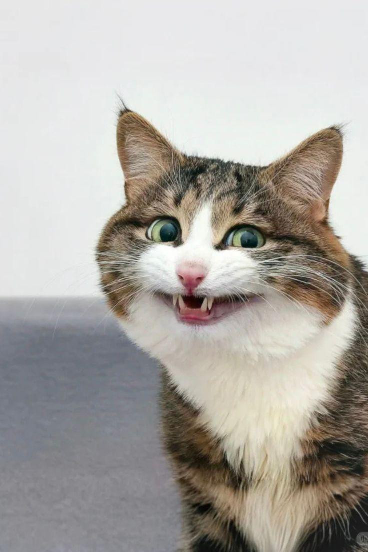 Tabby and white cat with wide open mouth grinning at camera against neutral background