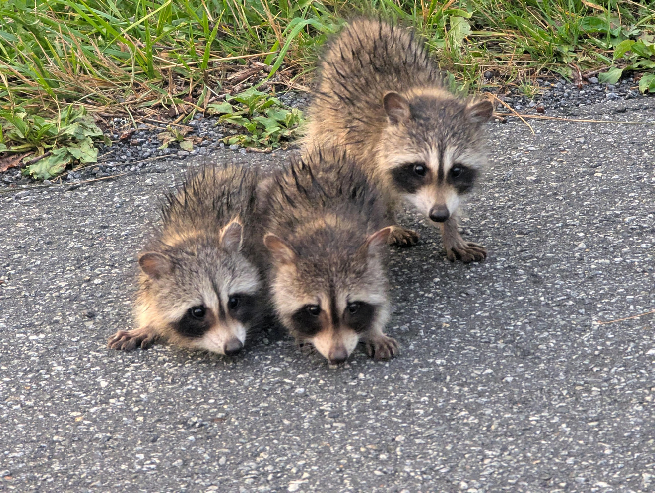 Three raccoons on a gravel road with grass and plants in the background, looking toward the camera