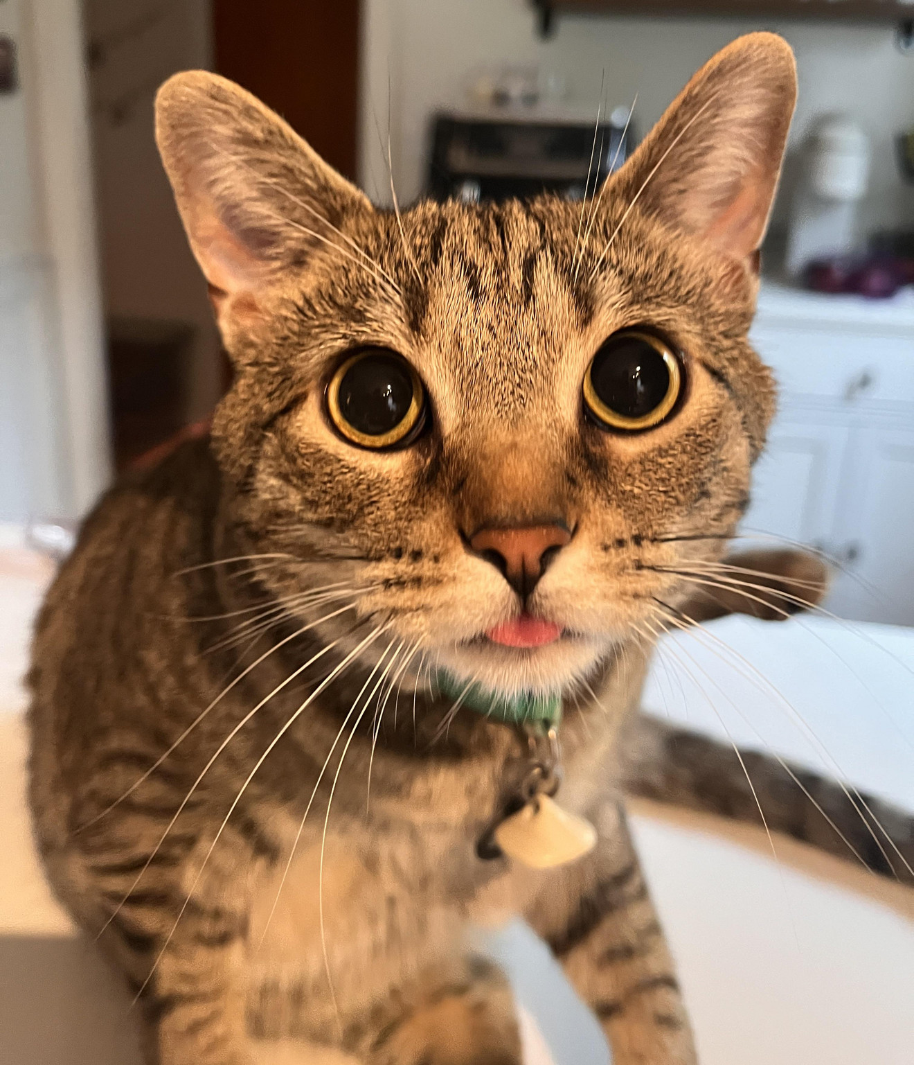 Tabby cat with wide shocked eyes staring directly at camera indoors