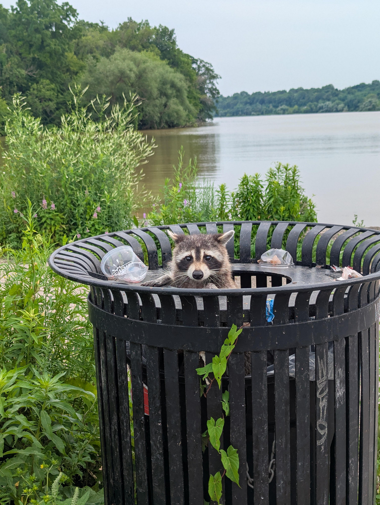 A curious raccoon stands inside a black trash can by a river, surrounded by green vegetation and water in the background.