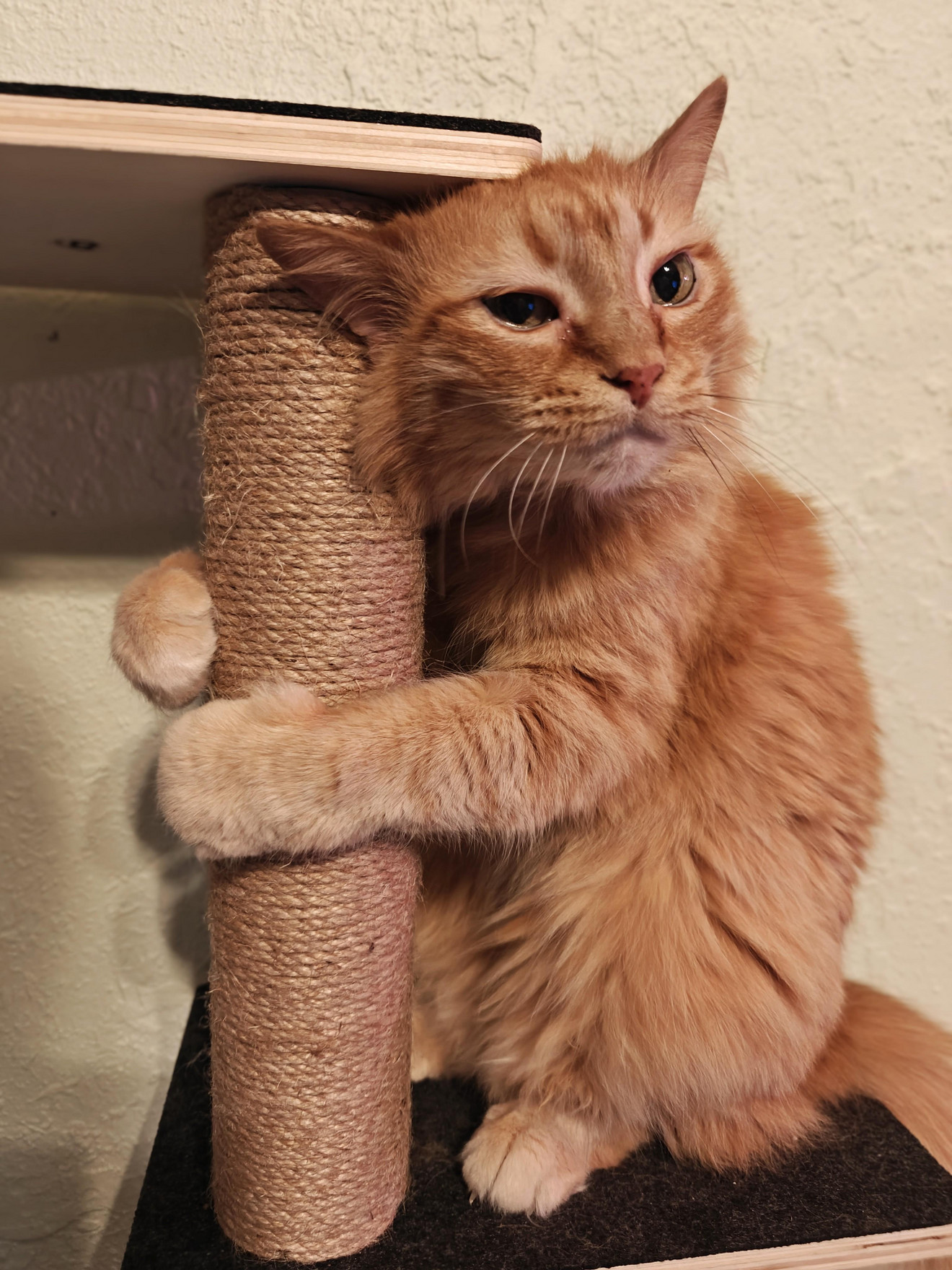 Ginger longhair cat hugging a rope-wrapped scratching post while giving a skeptical side-eye look