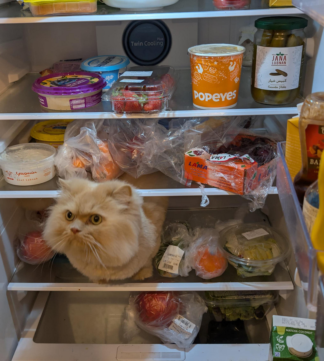 Fluffy cream-colored cat sitting inside an open refrigerator shelf among groceries and food containers