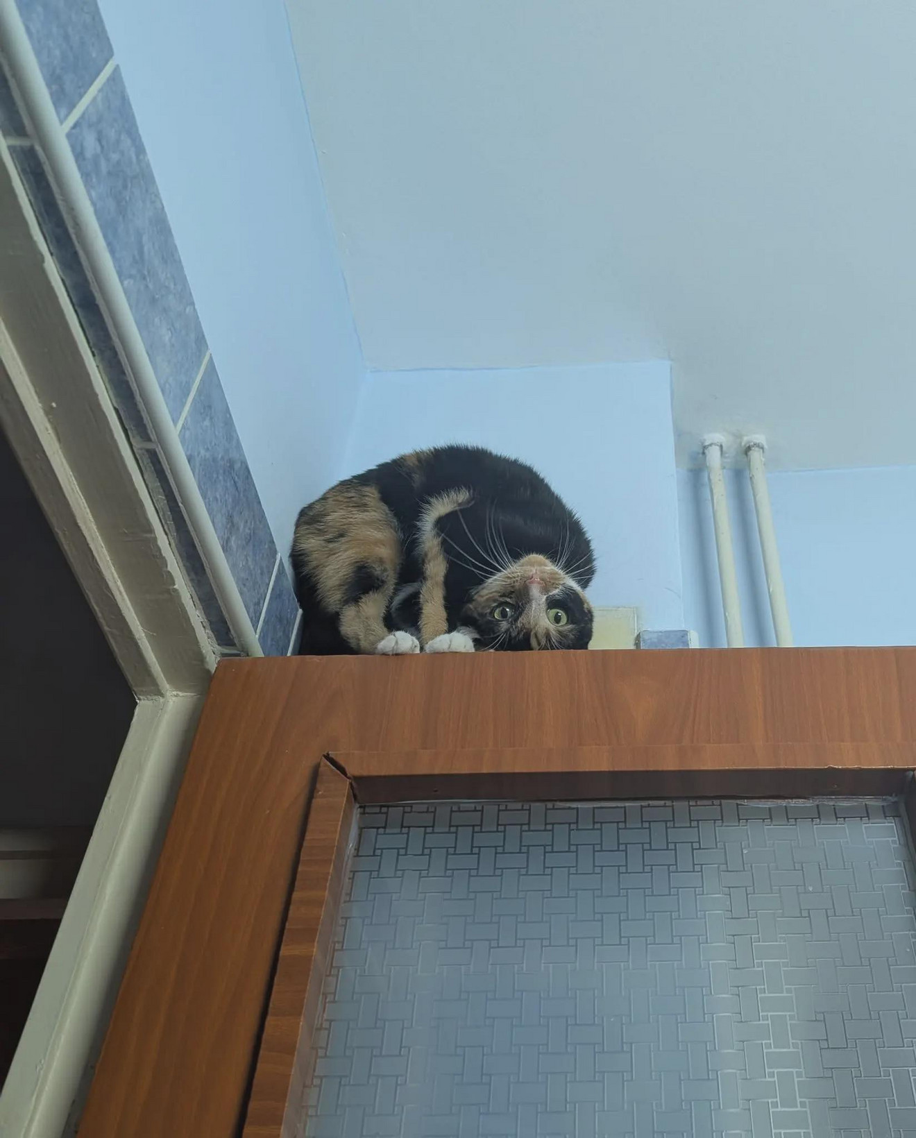 Black and white tuxedo cat peeking over a wooden bathroom door with wide surprised eyes