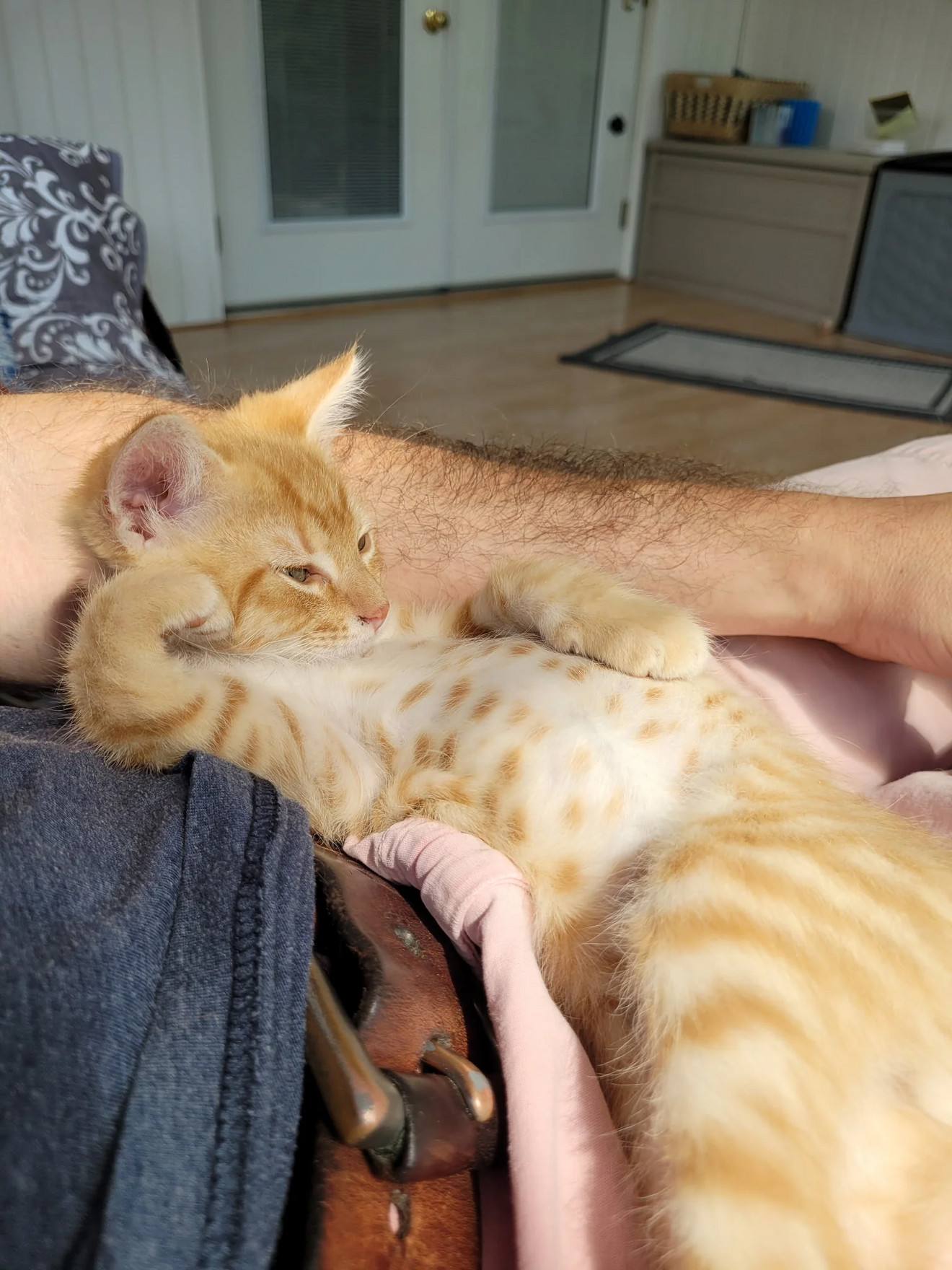 Small orange tabby kitten lounging across a person's arms while sitting indoors