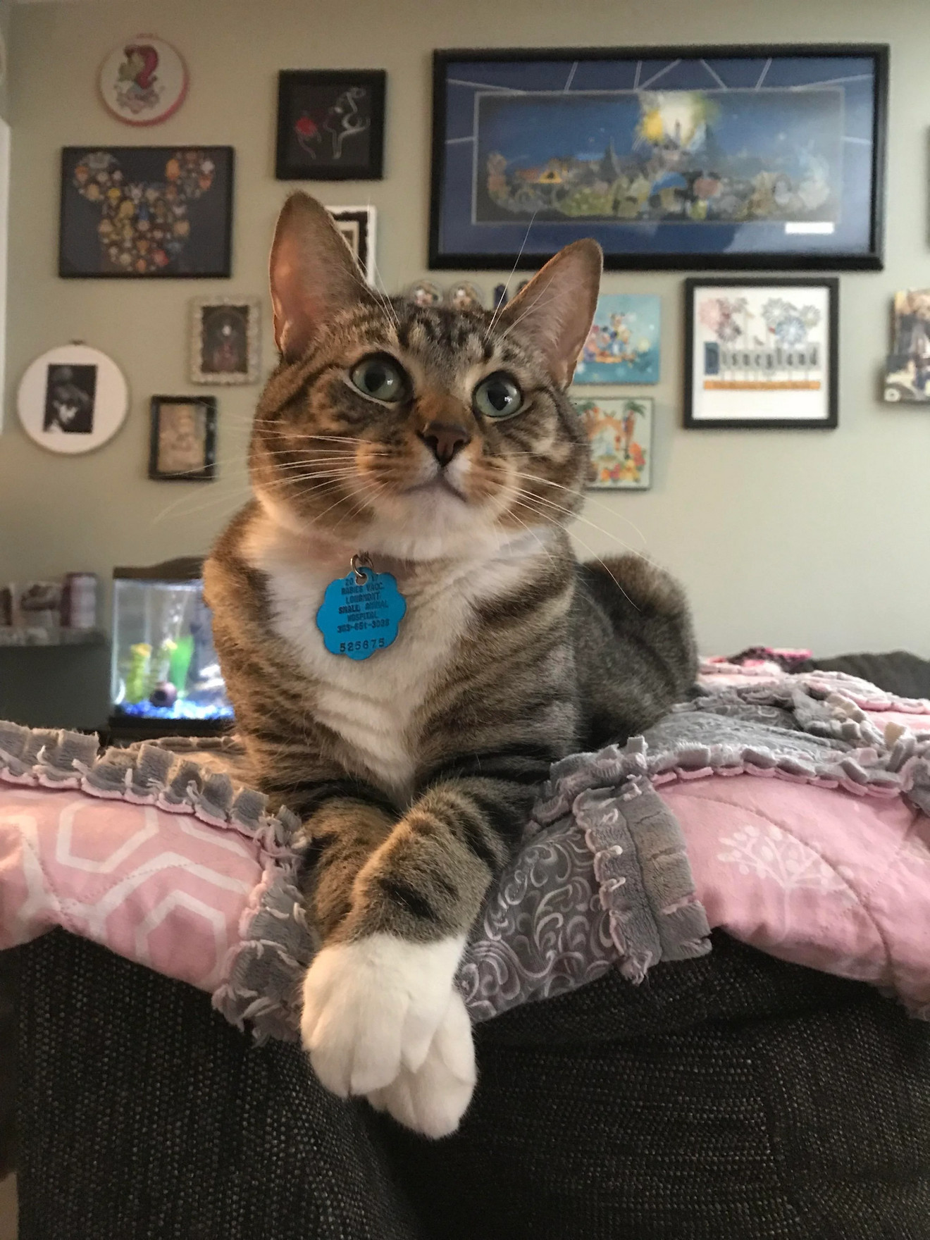 Tabby and white cat sitting on pink bedding, staring directly at camera with wide green eyes and blue ID tag visible