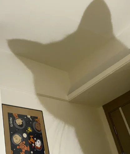 Gray cat lying on ceiling creating a silhouette shadow against white wall and ceiling.