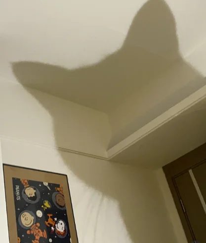 Gray cat lying on ceiling creating a silhouette shadow against white wall and ceiling.