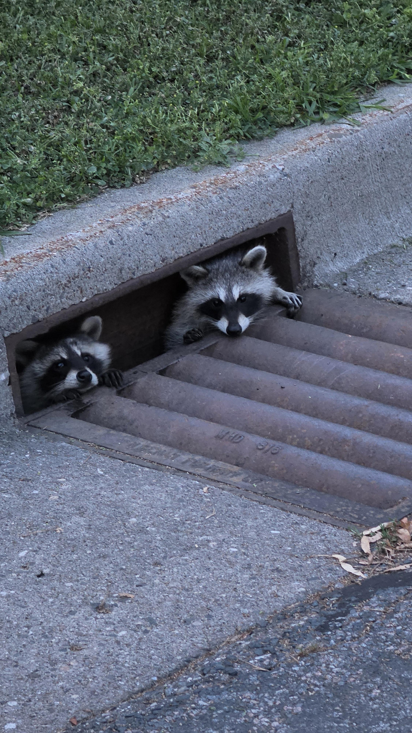 Two raccoons peering out from a storm drain grate on a sidewalk next to grass.