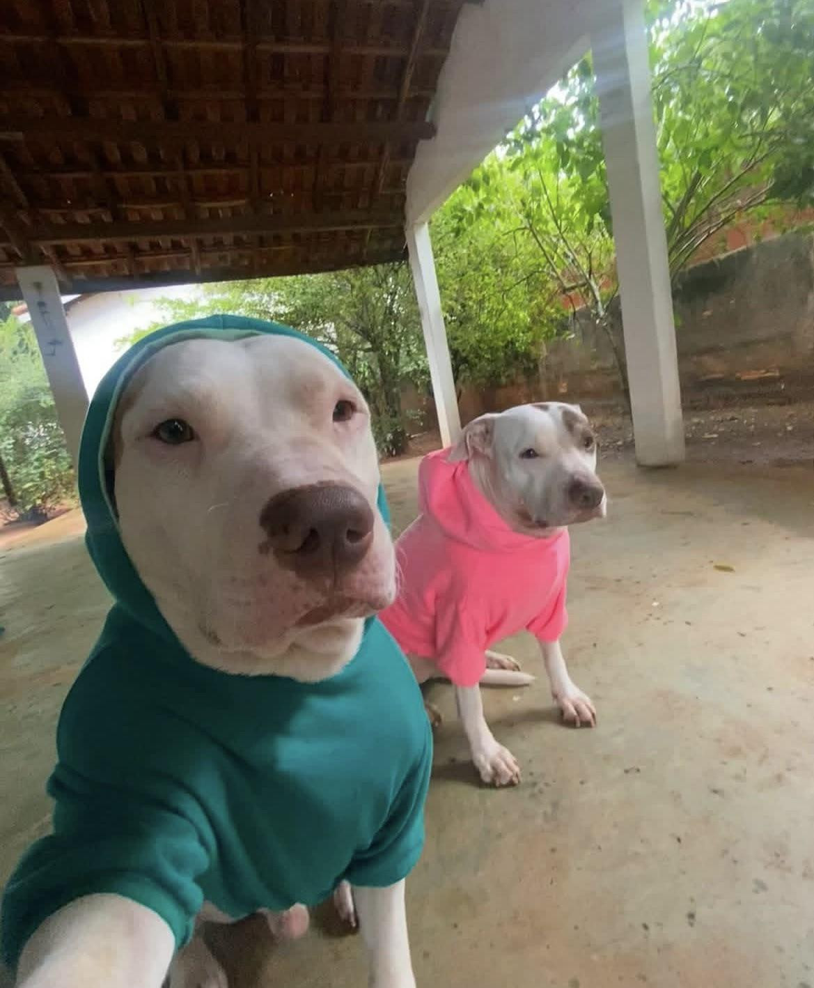 Two white dogs wearing a teal and pink hoodie standing together on a covered patio